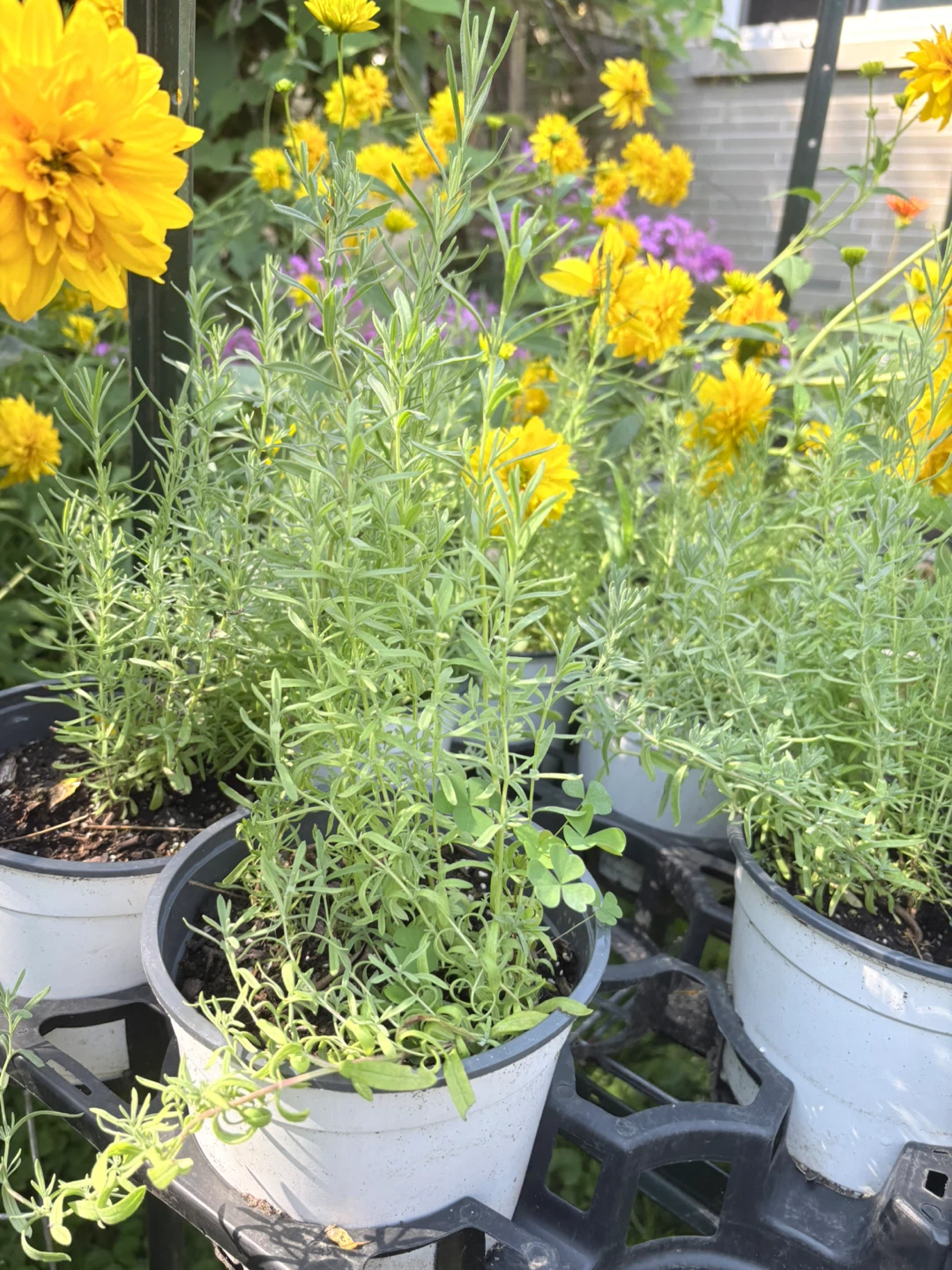 TWO VARIETY LAVENDER