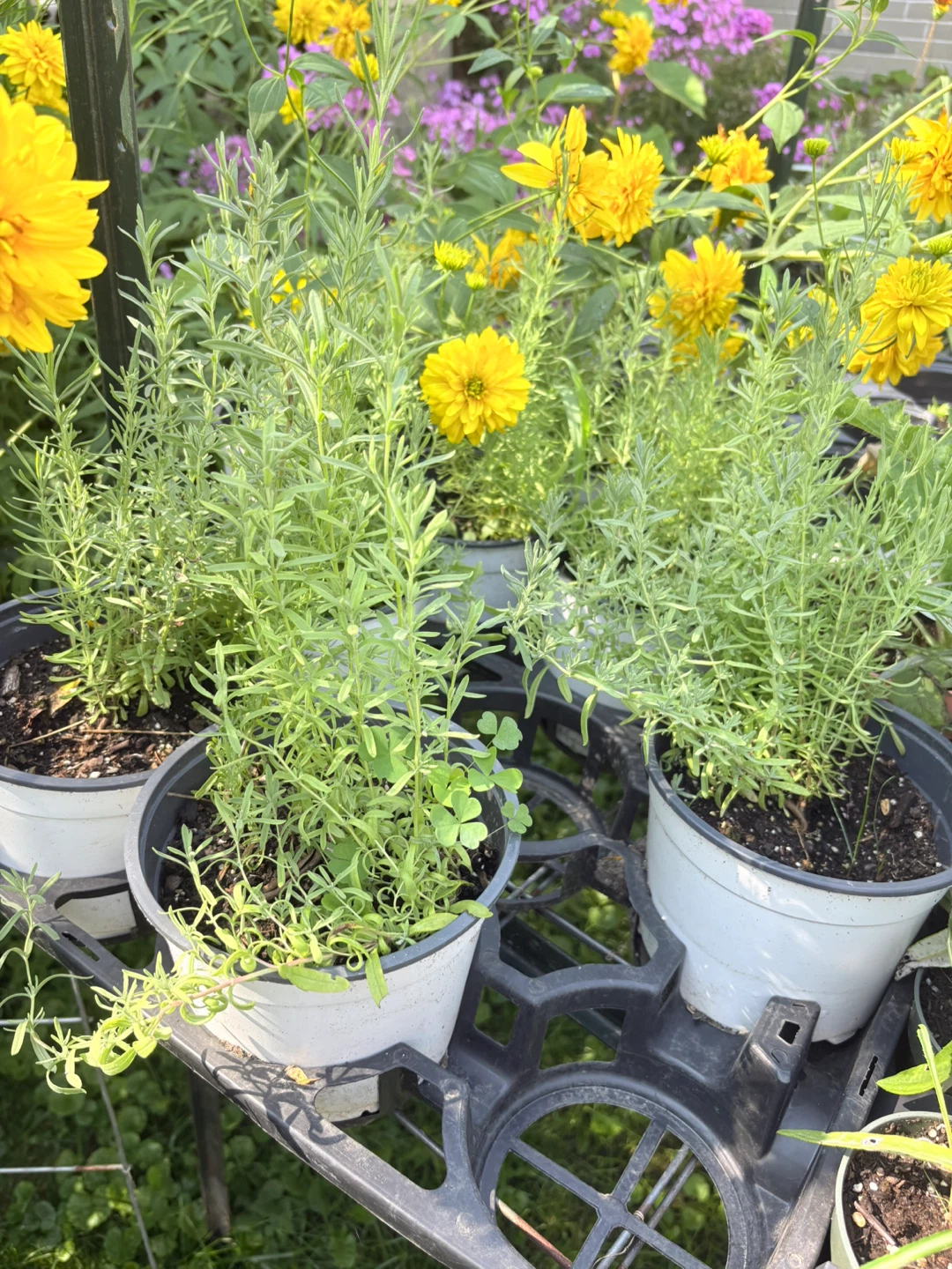 TWO VARIETY LAVENDER - photo 3