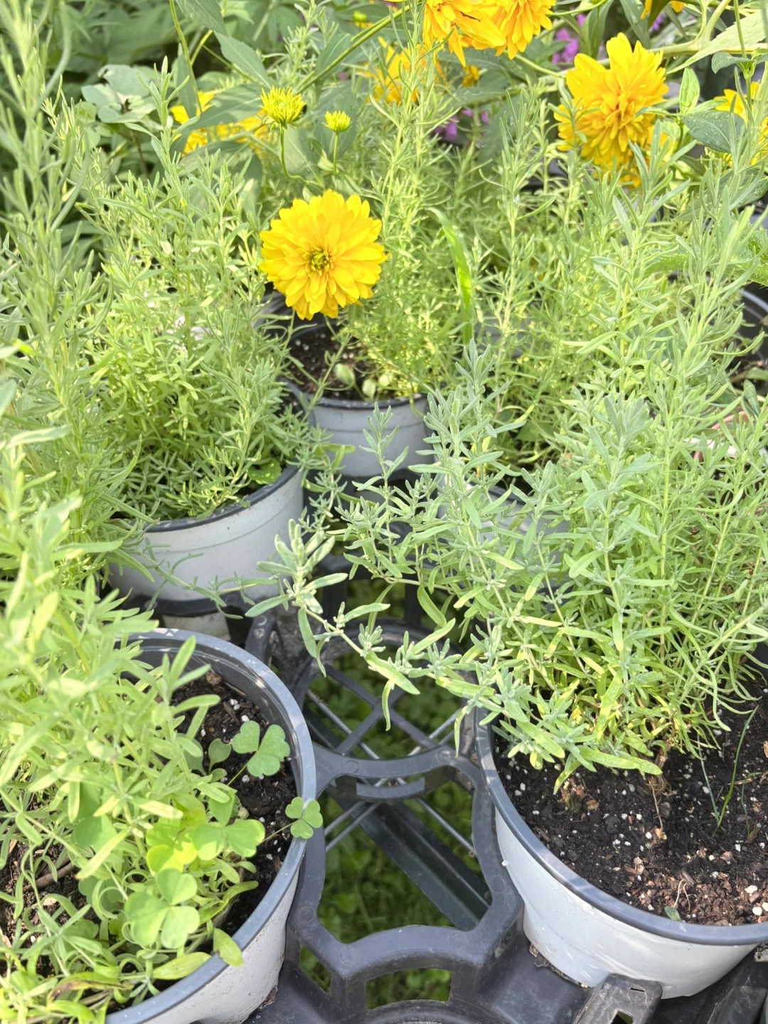 TWO VARIETY LAVENDER - photo 4