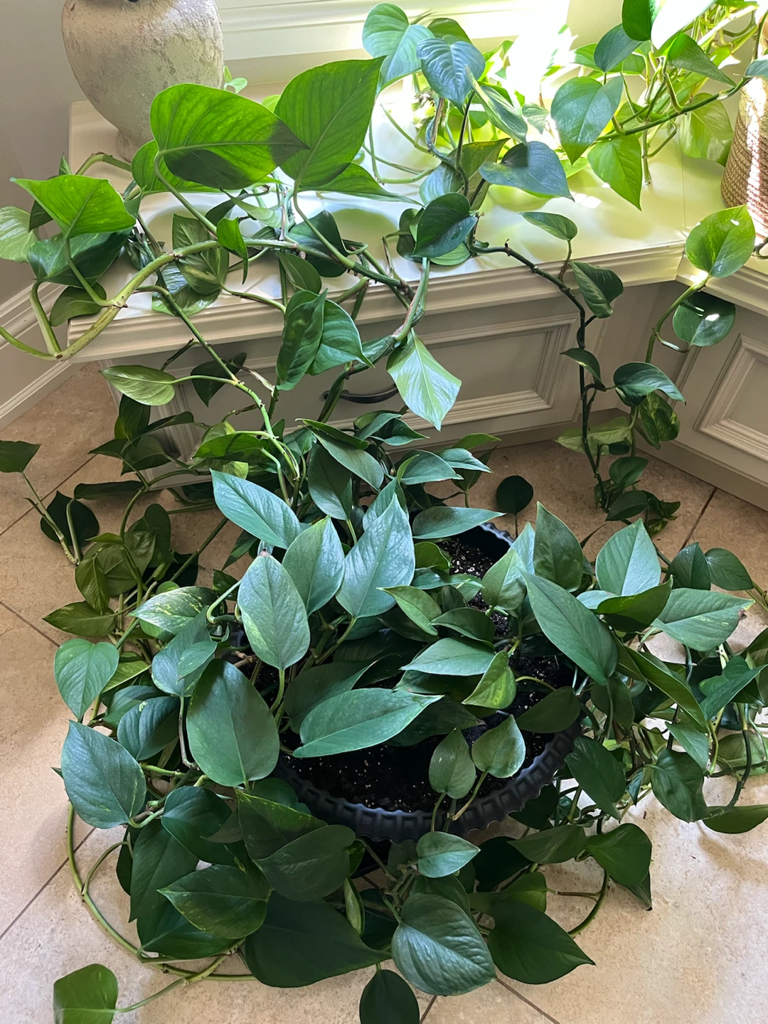 Pothos Plant in Pot - photo 2
