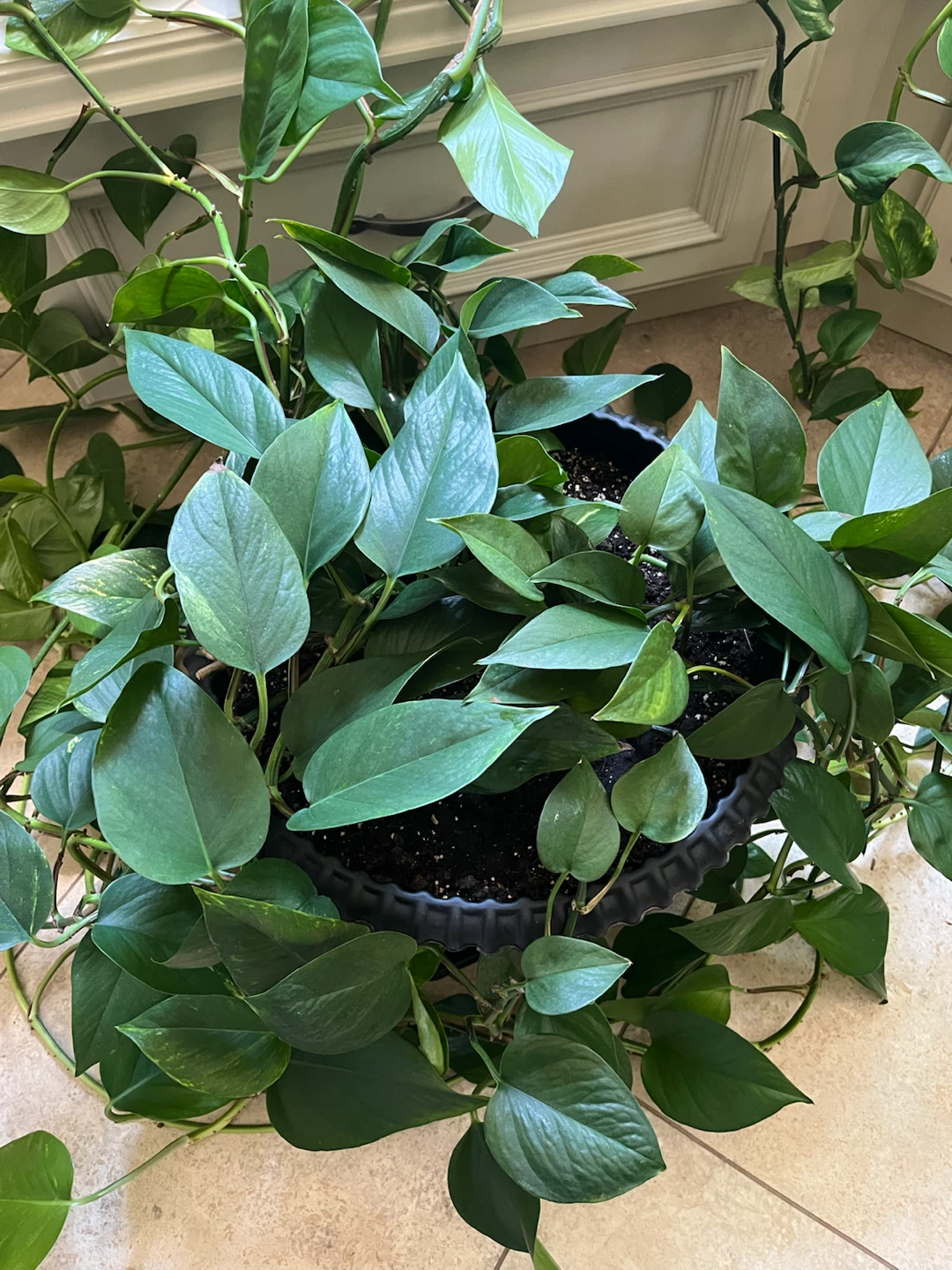 Pothos Plant in Pot - photo 3