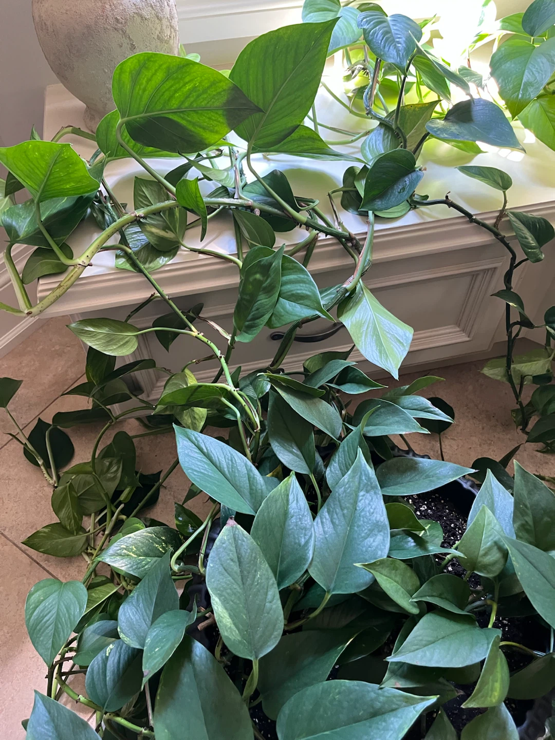 Pothos Plant in Pot - photo 4