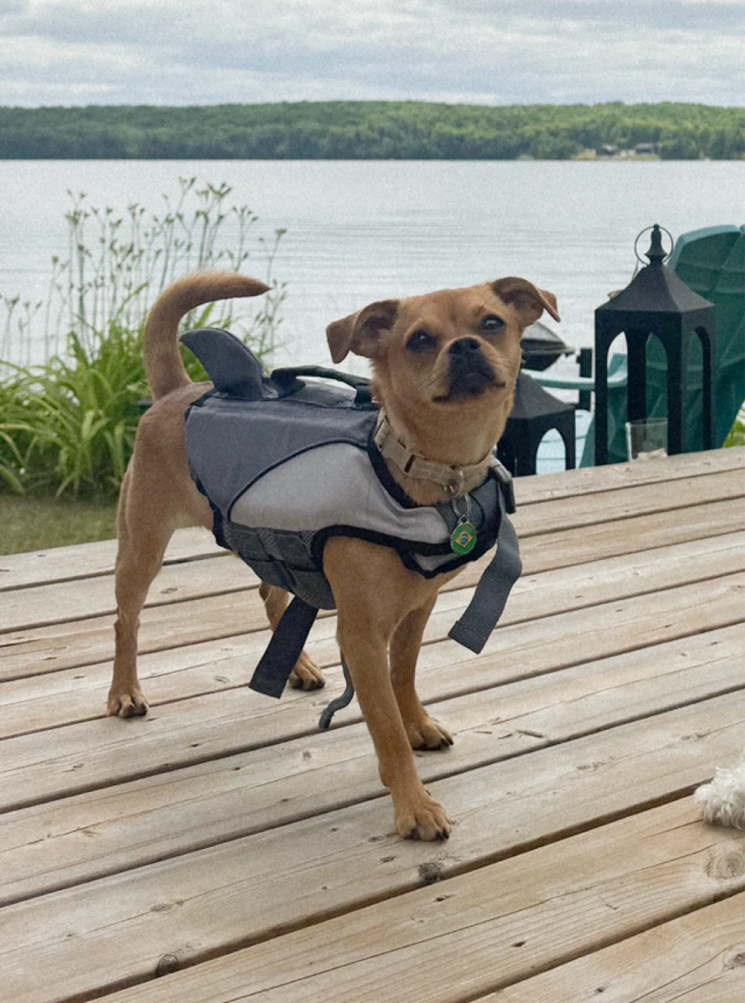 XS dog life jacket