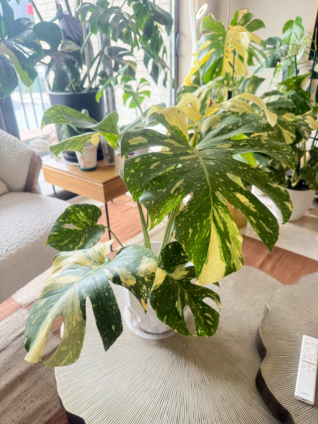 High Variegation Monstera Thai Con with planter