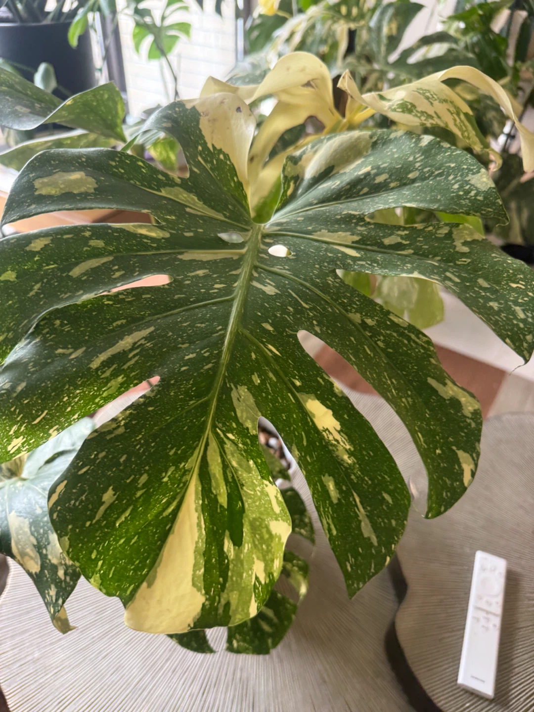 High Variegation Monstera Thai Con with planter - photo 2