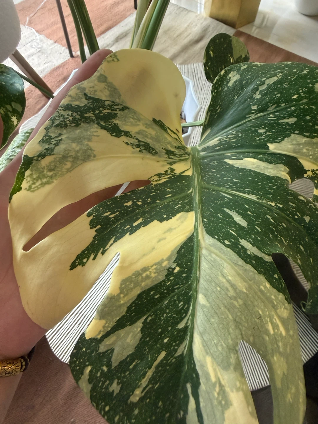 High Variegation Monstera Thai Con with planter - photo 3