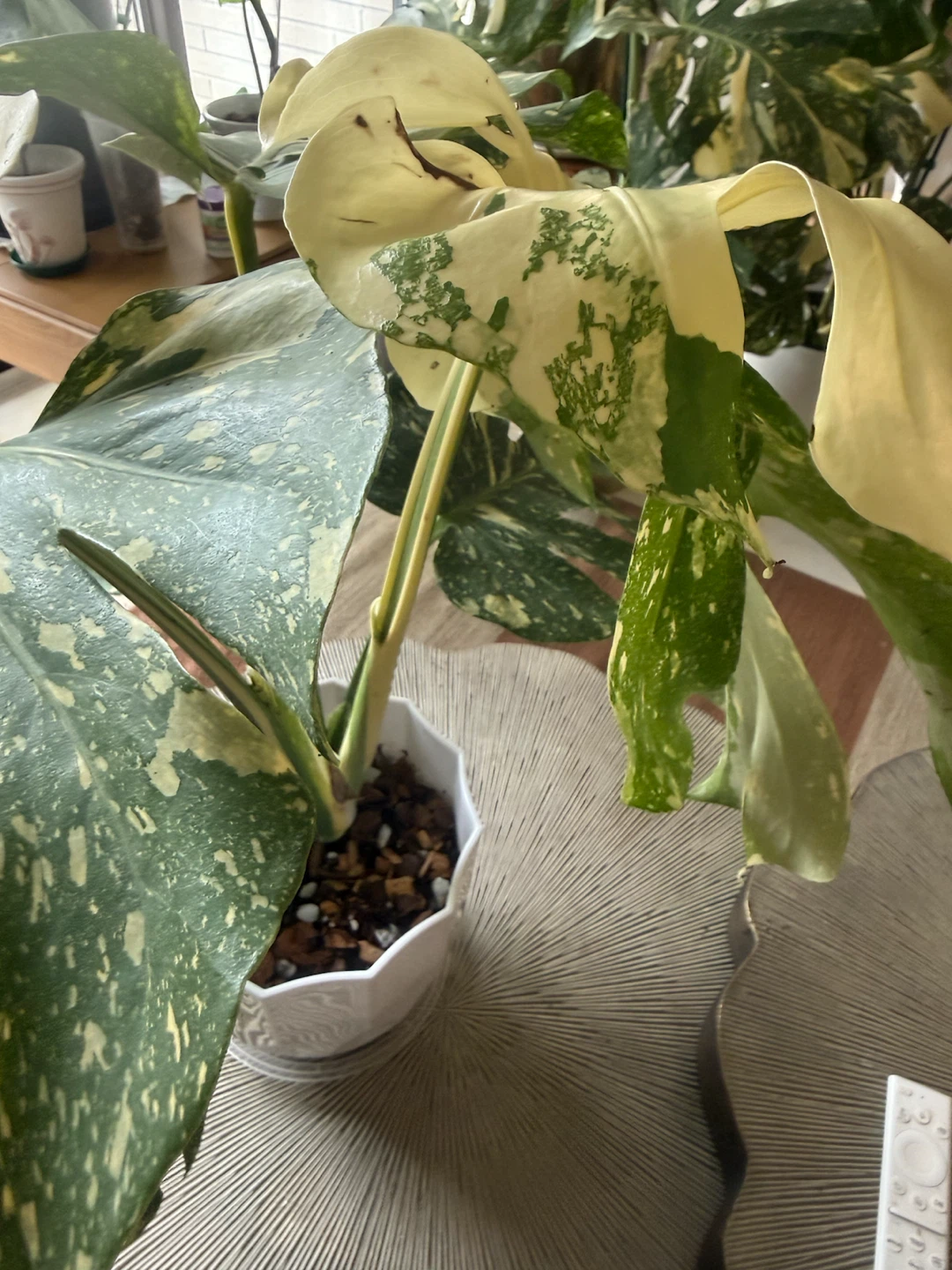 High Variegation Monstera Thai Con with planter - photo 4