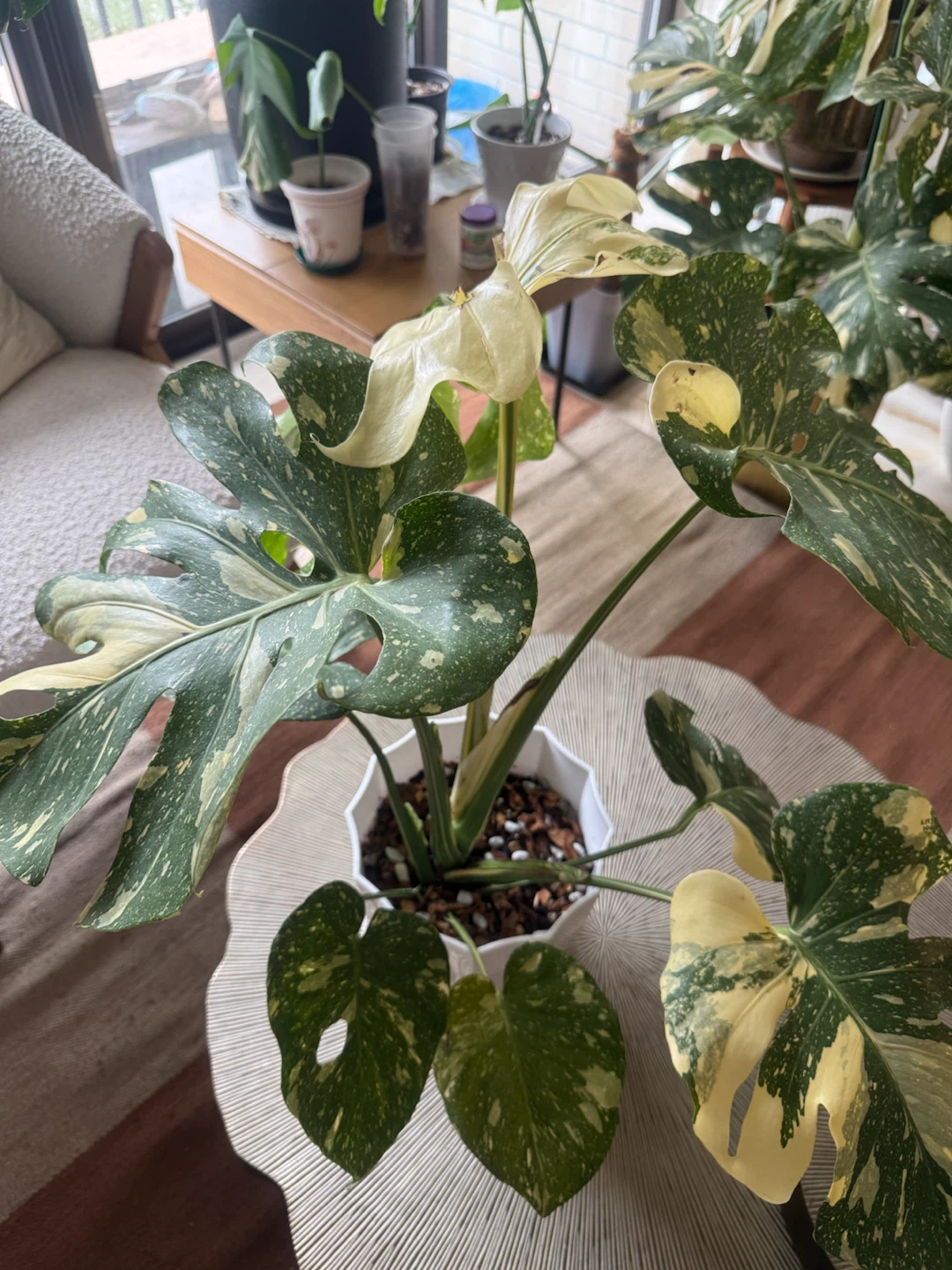 High Variegation Monstera Thai Con with planter - photo 5