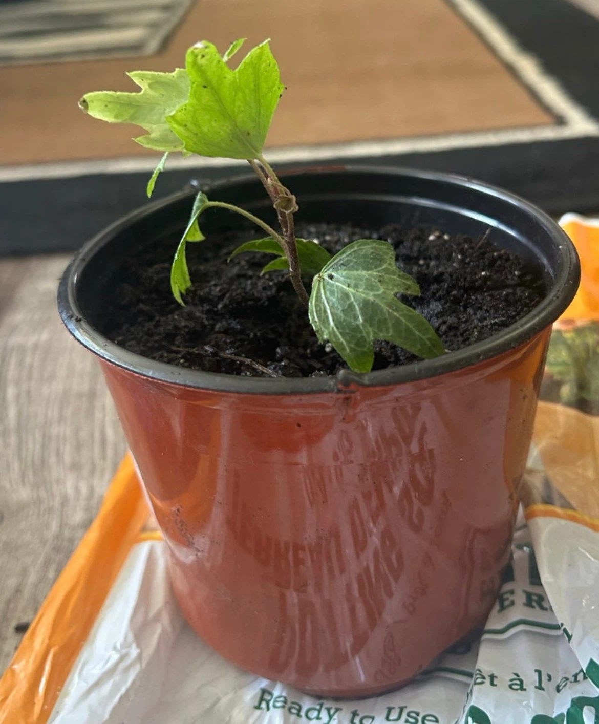 English Ivy Plant