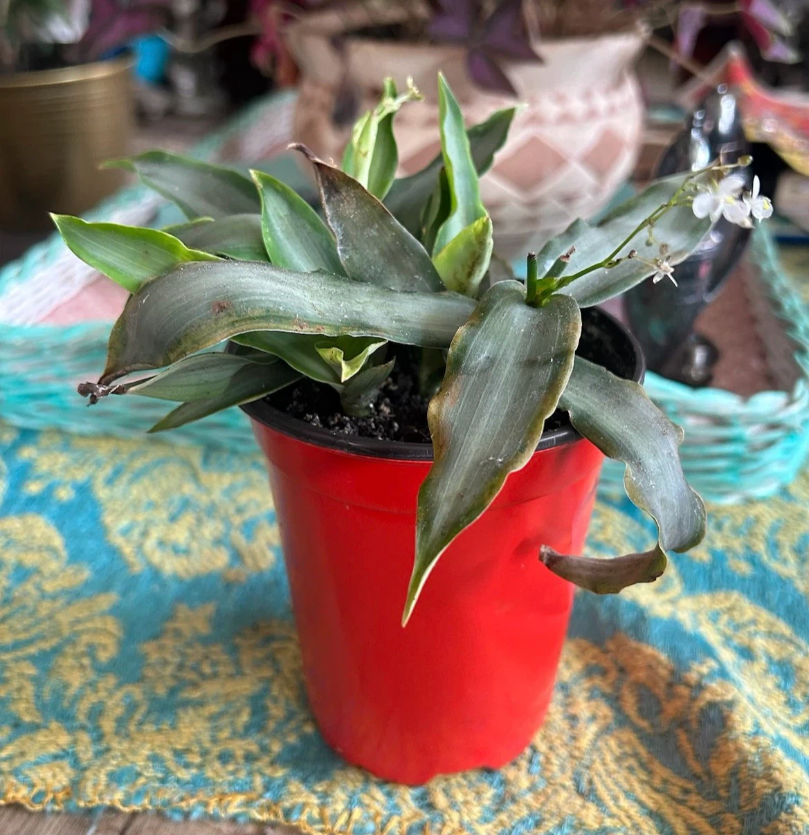 Callisia fragans Plant in Orange Pot