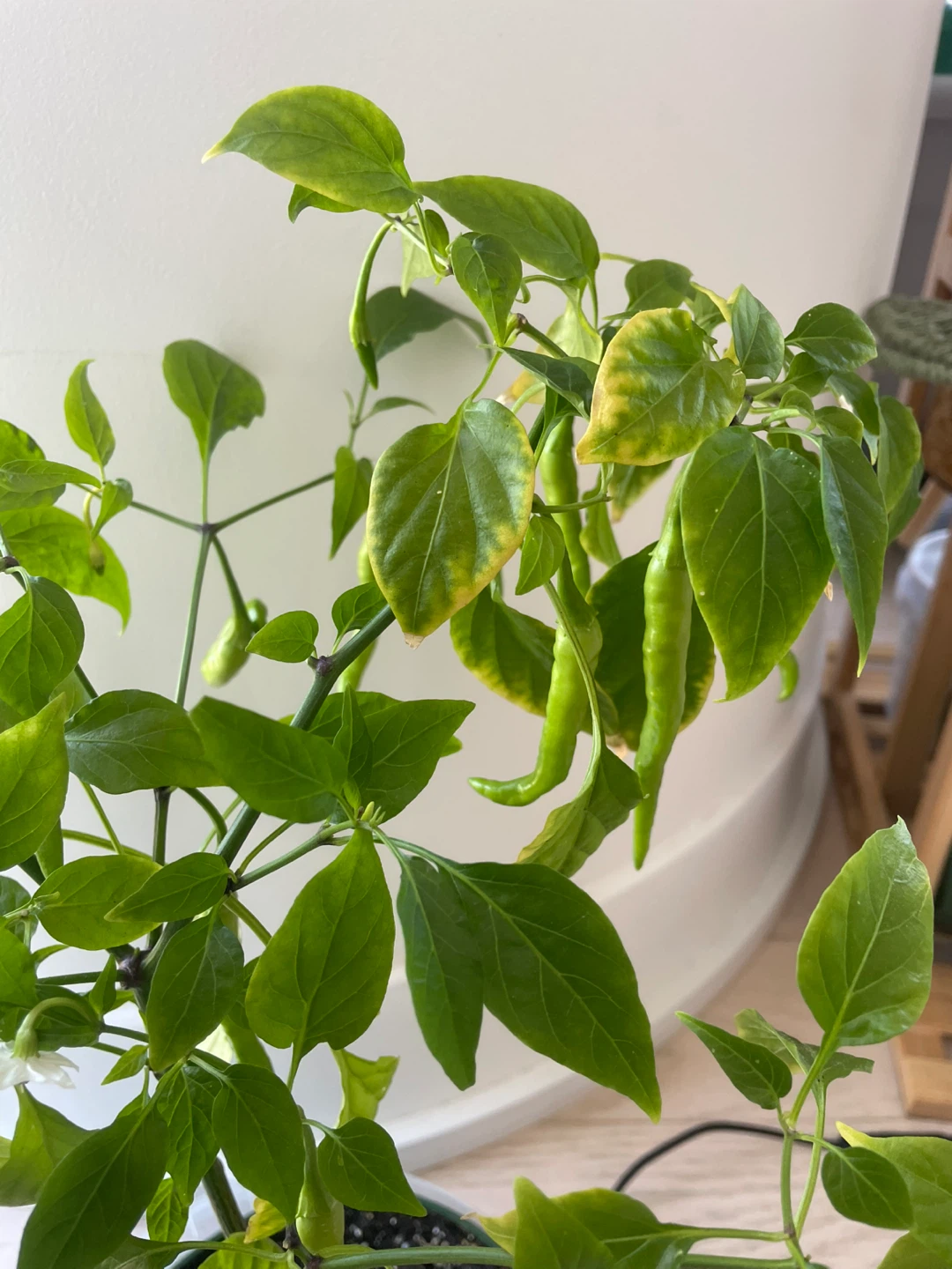 Fruiting red chilli plant - photo 3