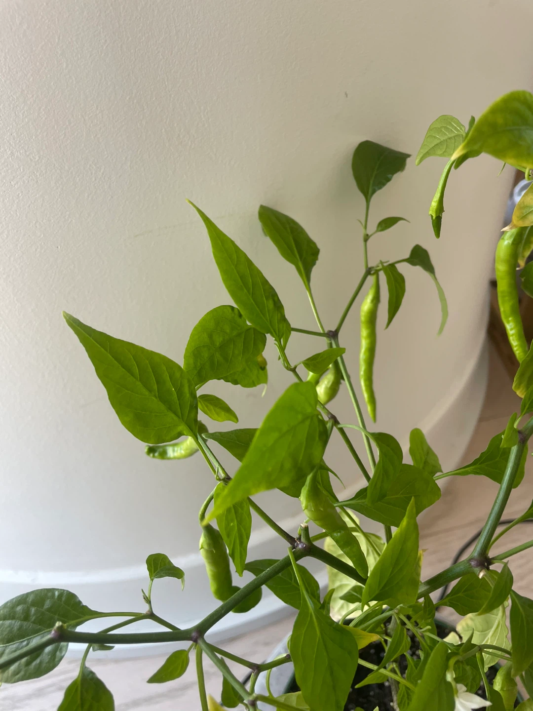 Fruiting red chilli plant - photo 2