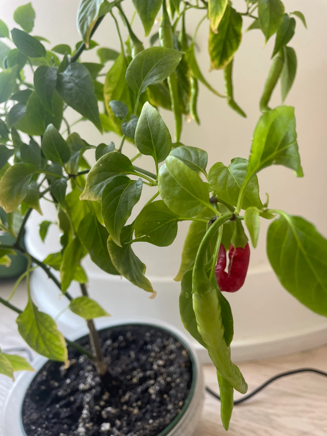 Fruiting red chilli plant - photo 5