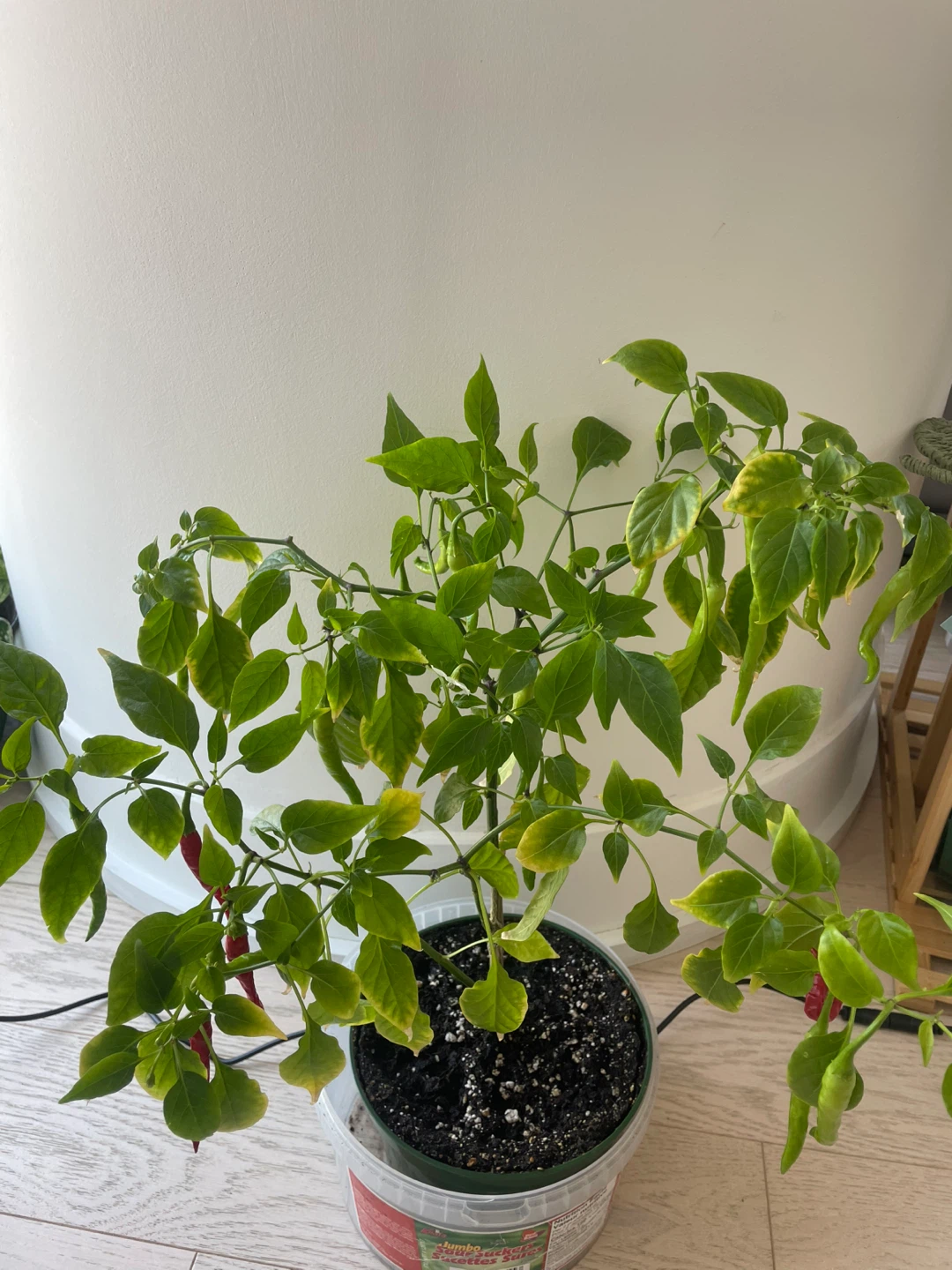 Fruiting red chilli plant