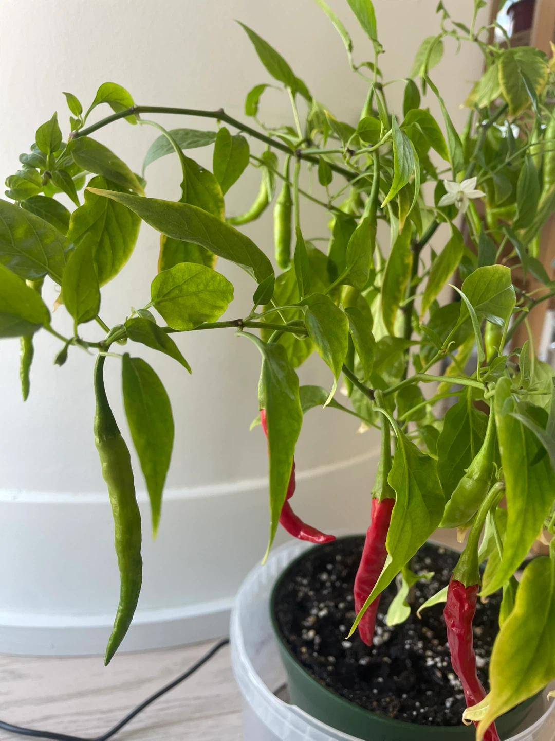 Fruiting red chilli plant - photo 4