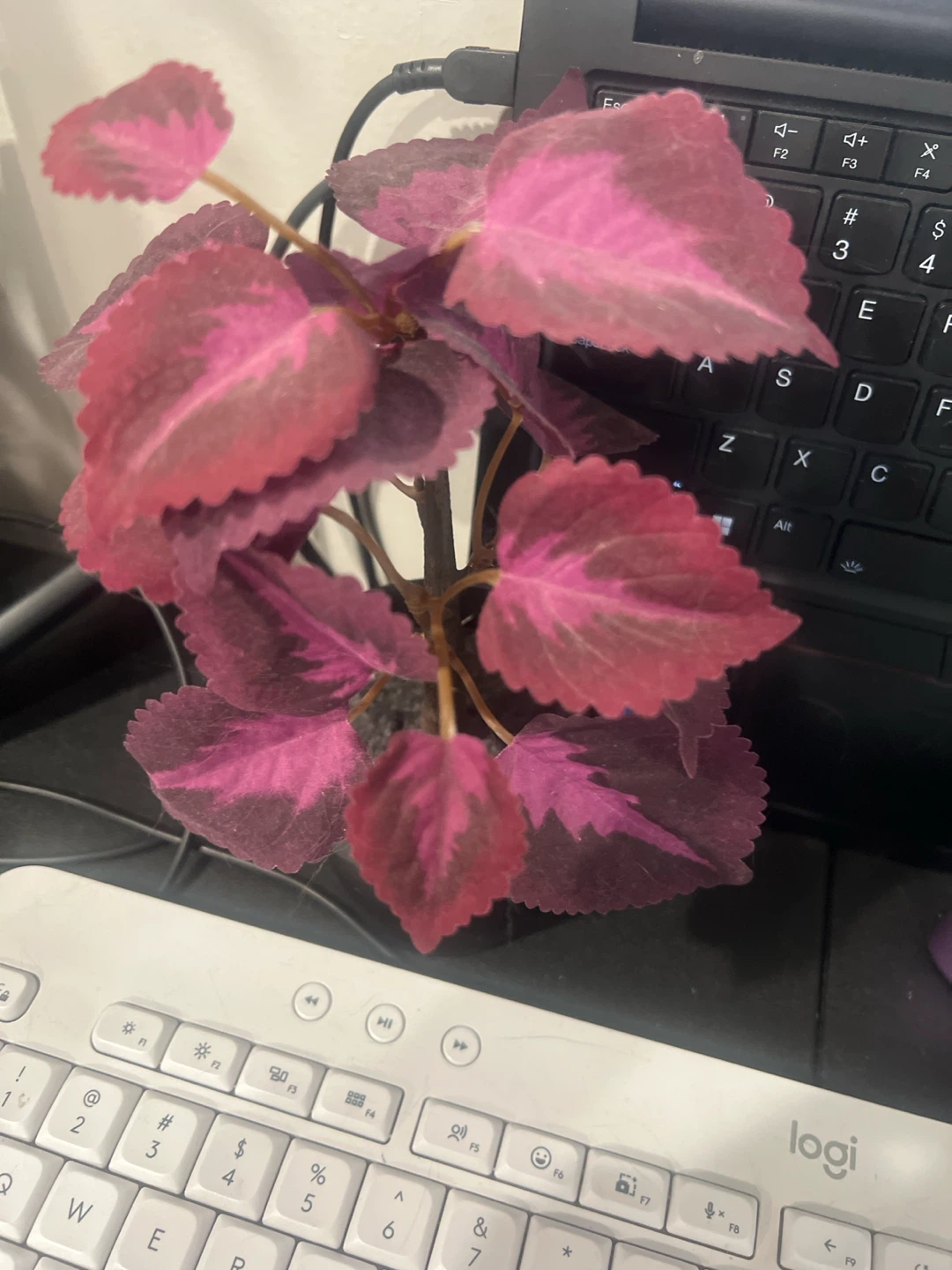 Artificial Pink and Purple Coleus Plant