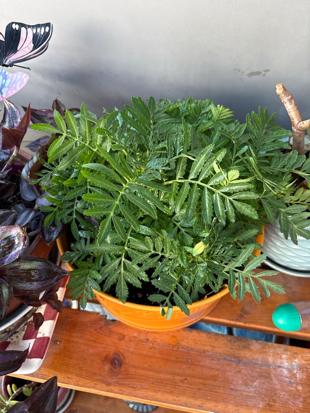 Orange Marigold Plant in Decorative Pot