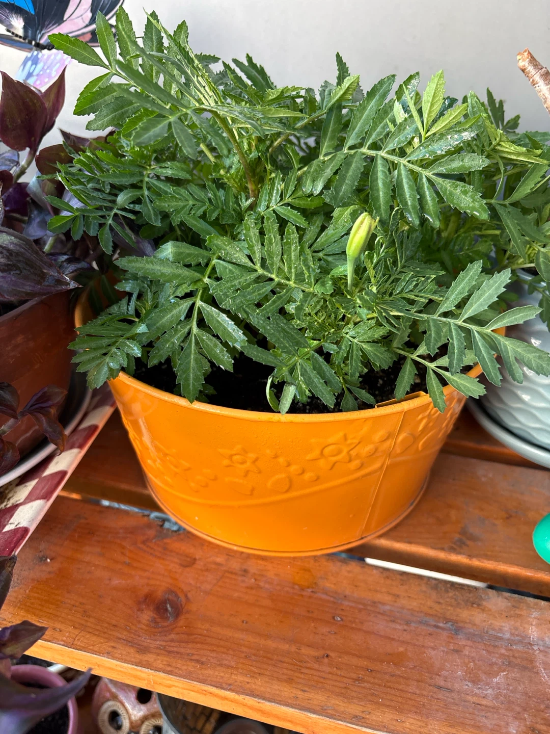 Orange Marigold Plant in Decorative Pot - photo 2