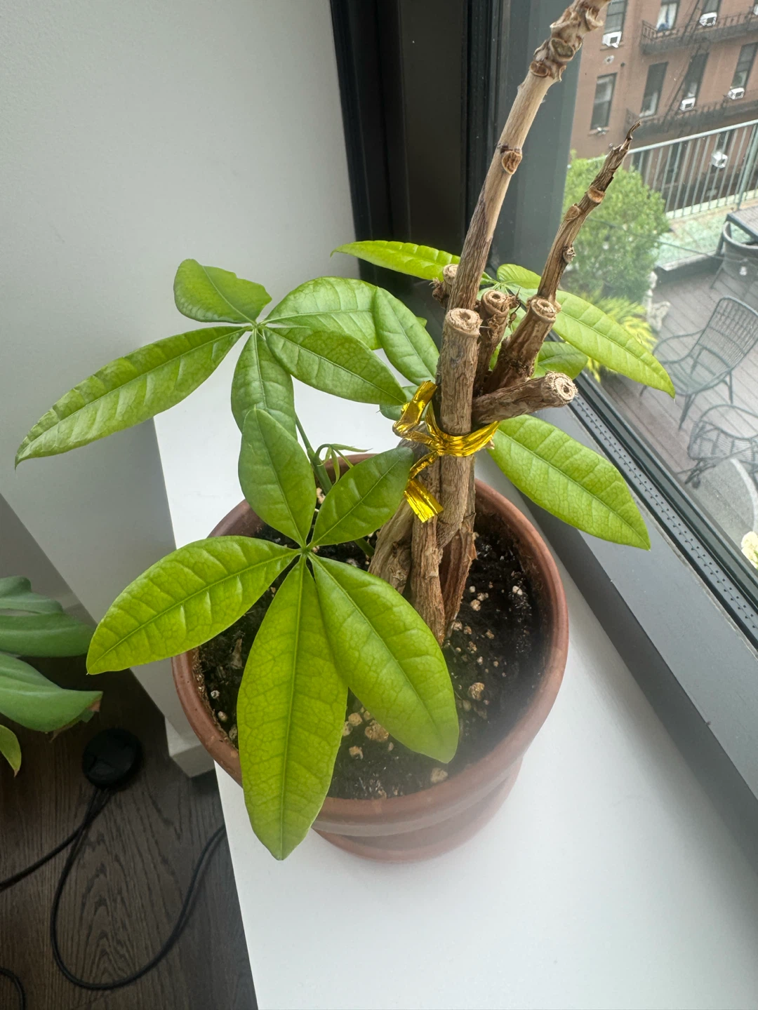 Baby Money Tree