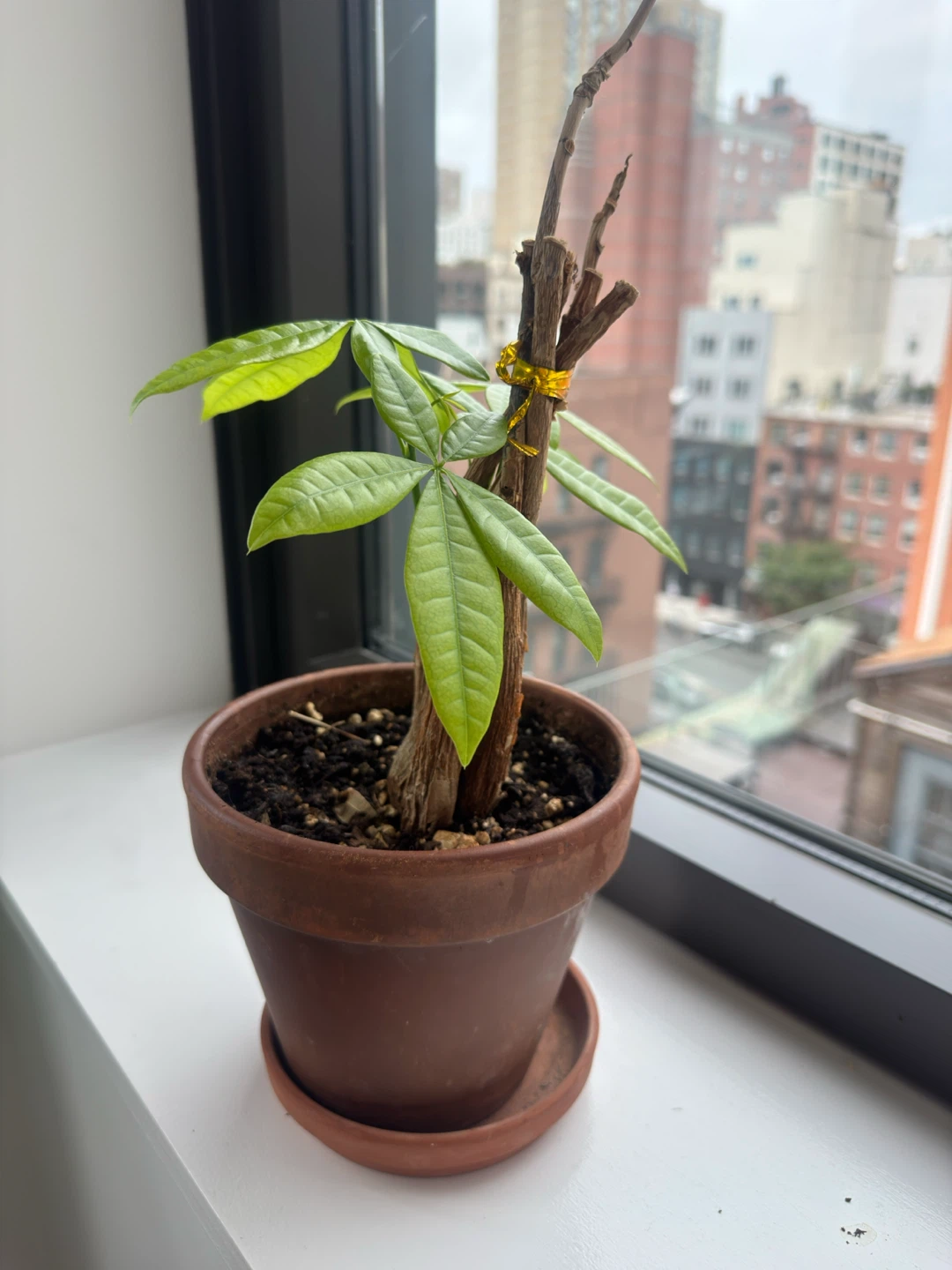 Baby Money Tree - photo 2