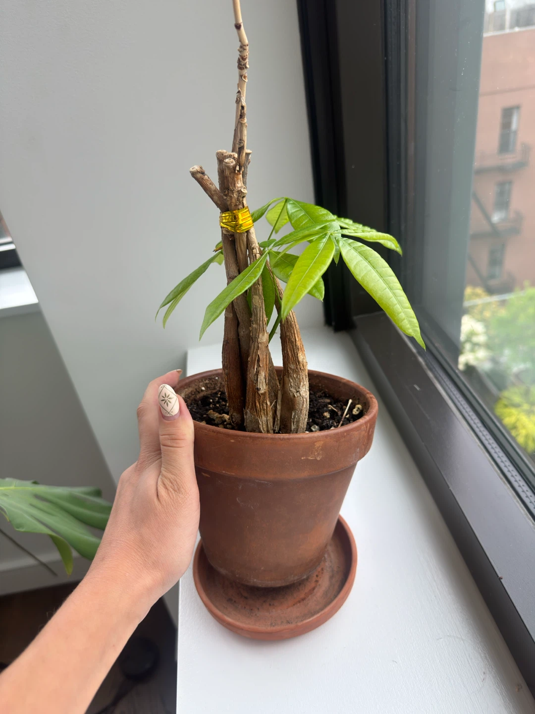 Baby Money Tree - photo 3