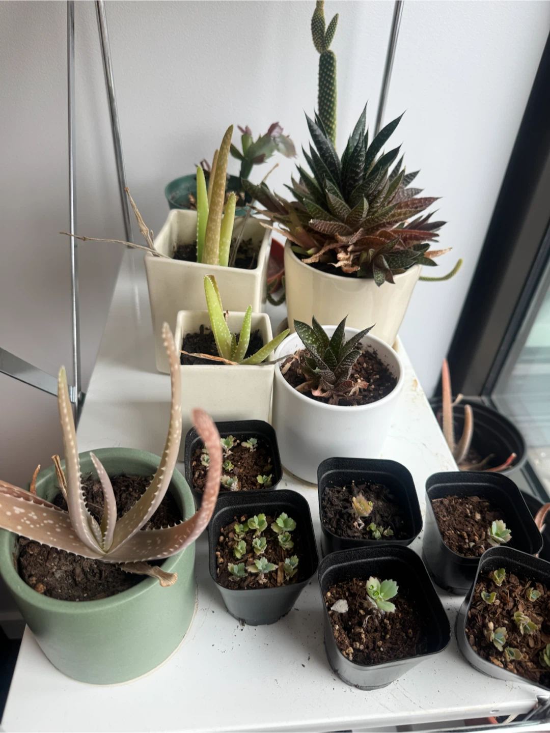 Tons of Plant Propagations!