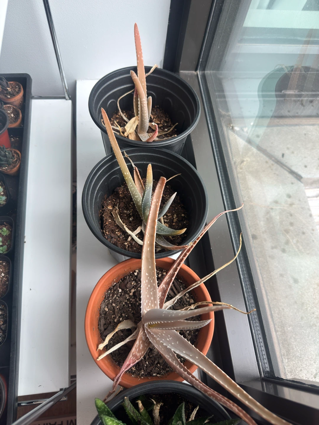Tons of Plant Propagations! - photo 2