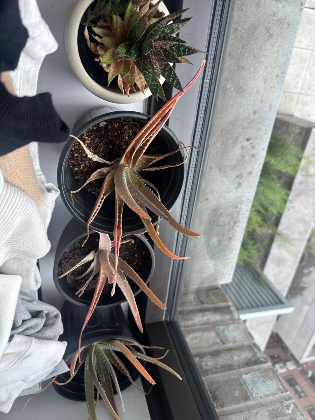 Tons of Plant Propagations! - photo 3