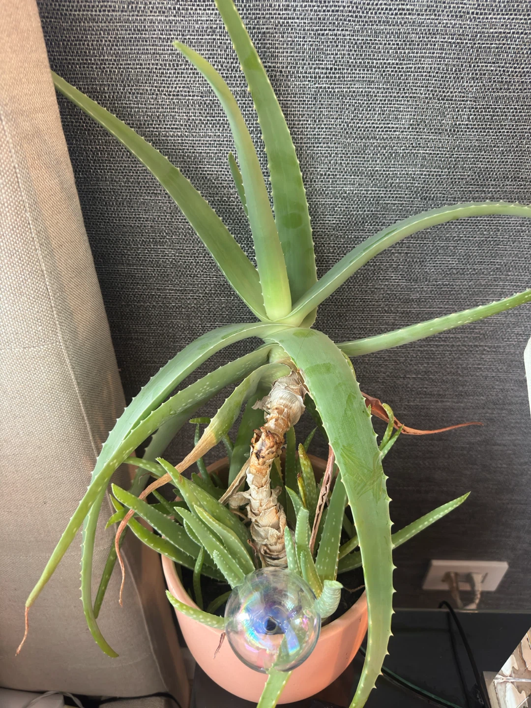 Large Aloe Vera Plant