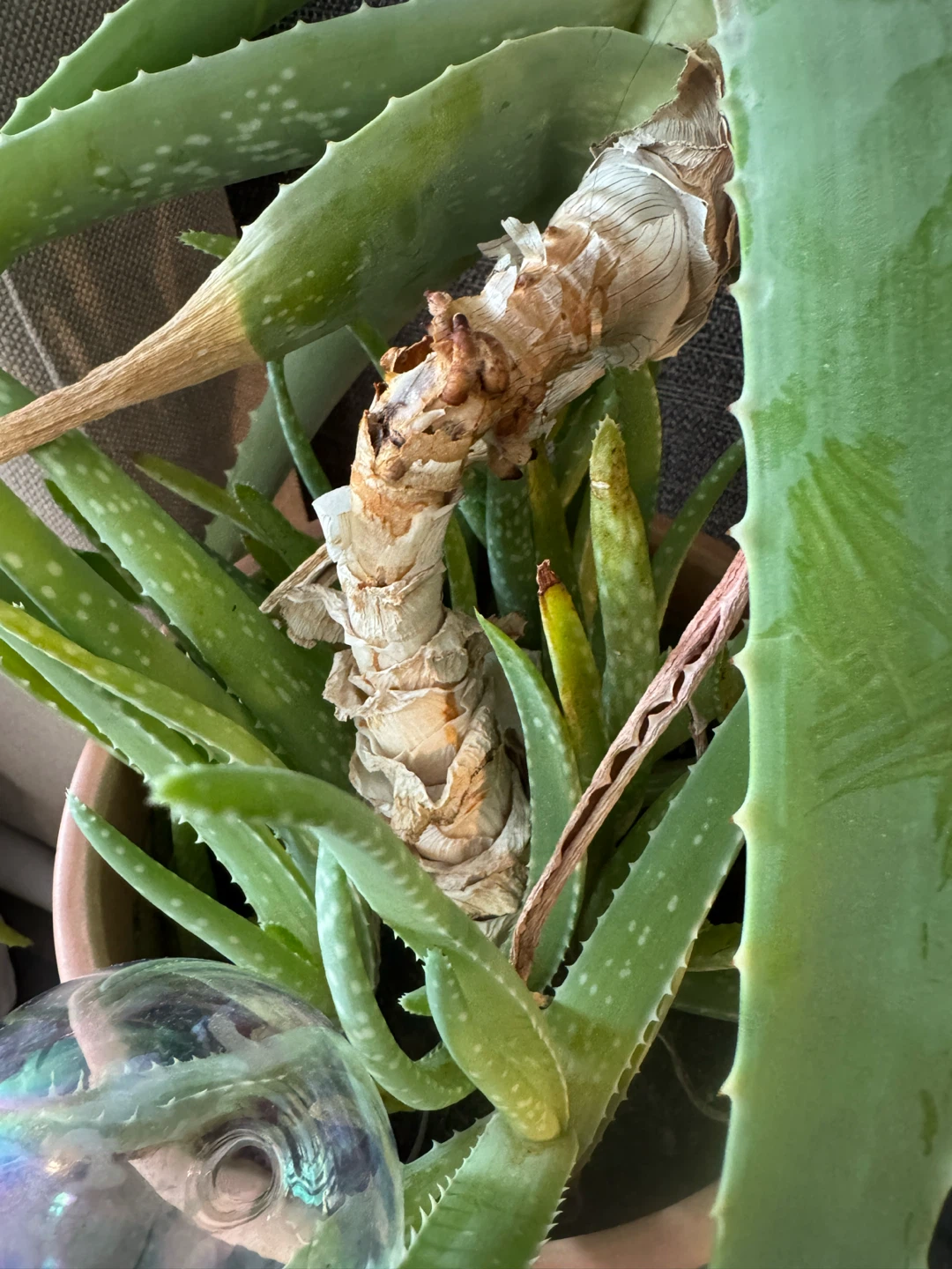 Large Aloe Vera Plant - photo 2
