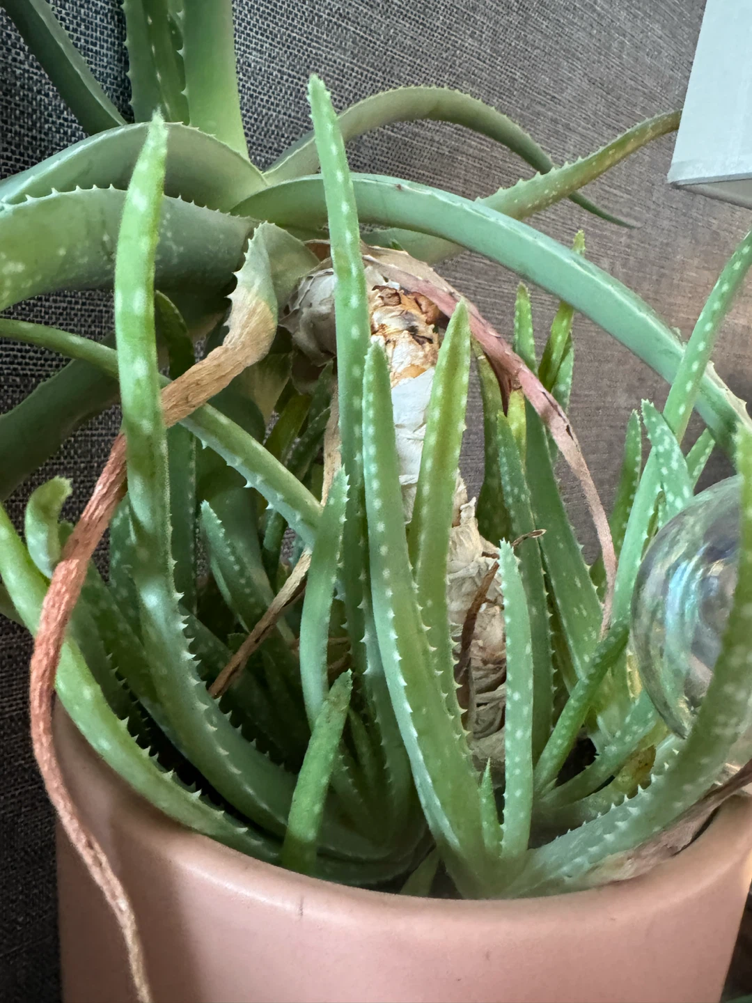 Large Aloe Vera Plant - photo 3