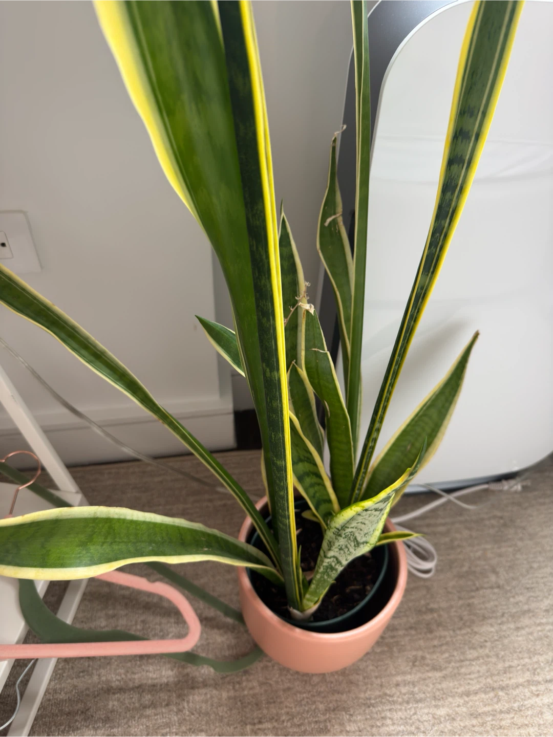 Tall Snake Plant