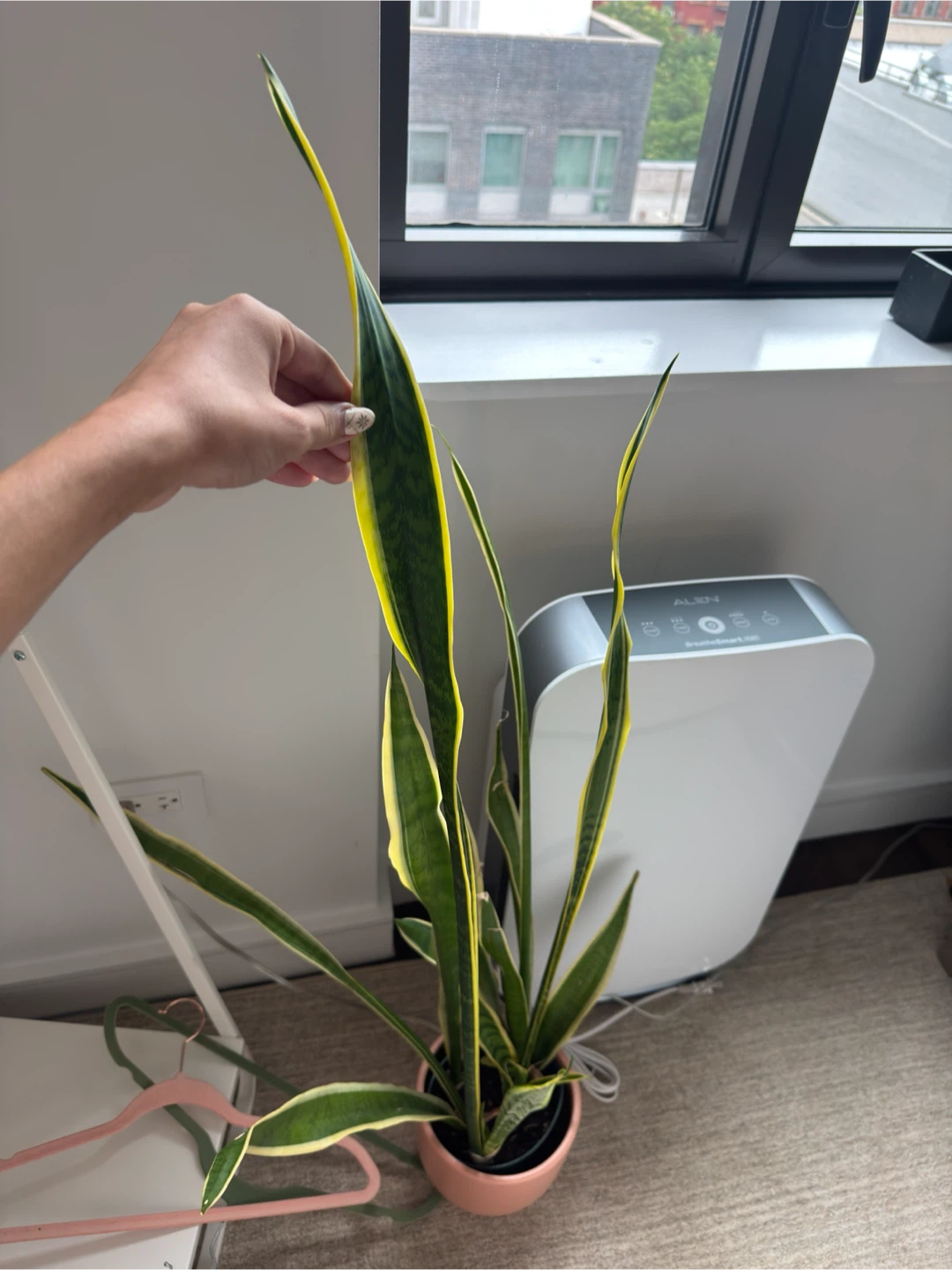 Tall Snake Plant - photo 2