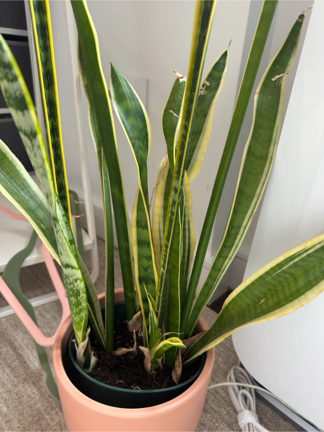 Tall Snake Plant - photo 3