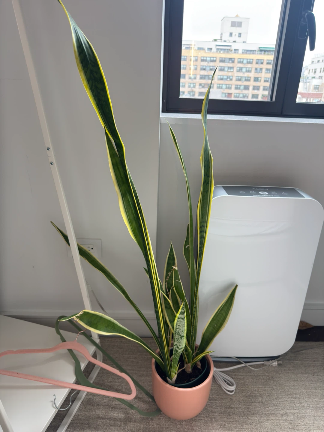 Tall Snake Plant - photo 4