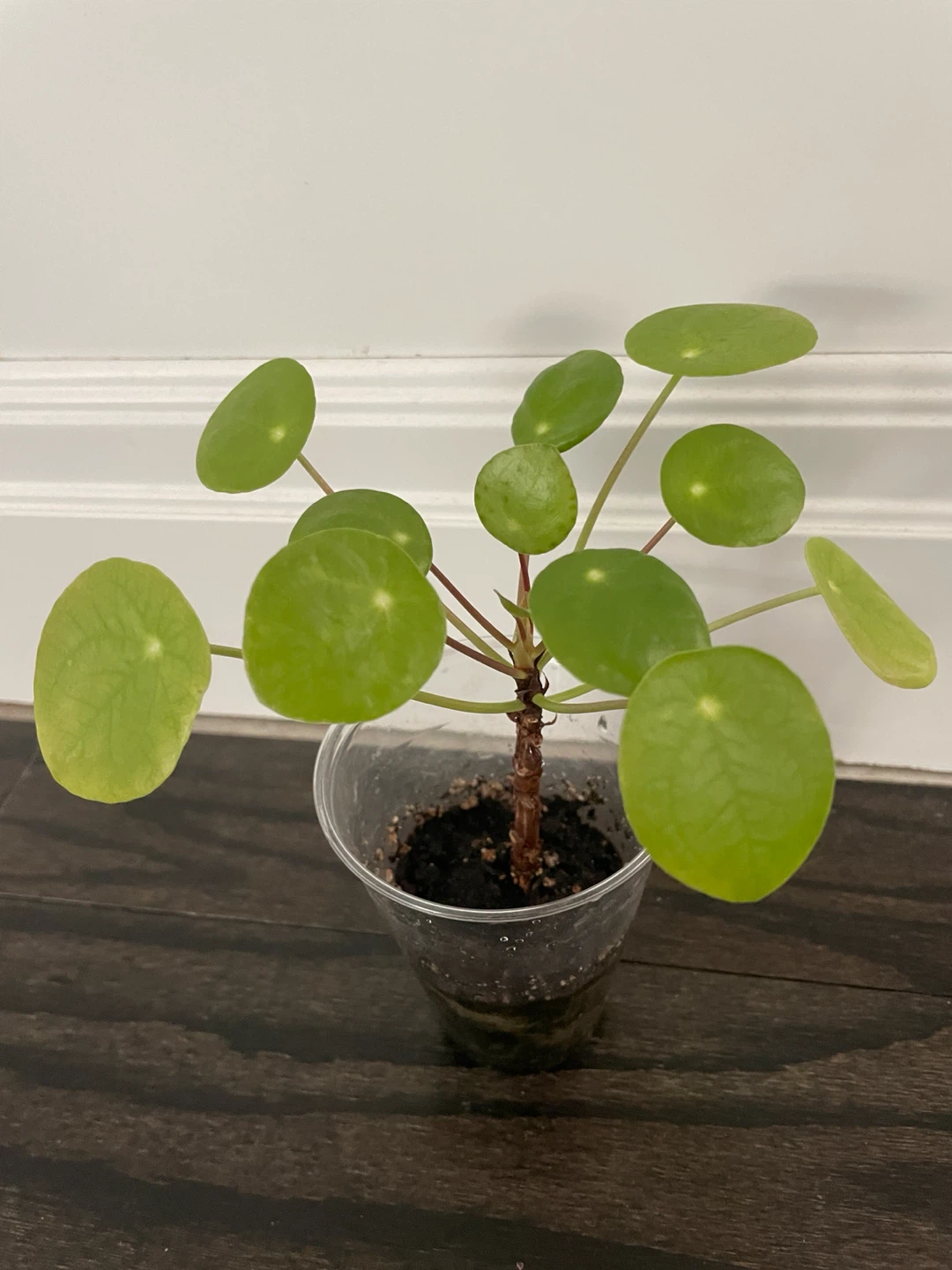Pilea Peperomioides Plant
