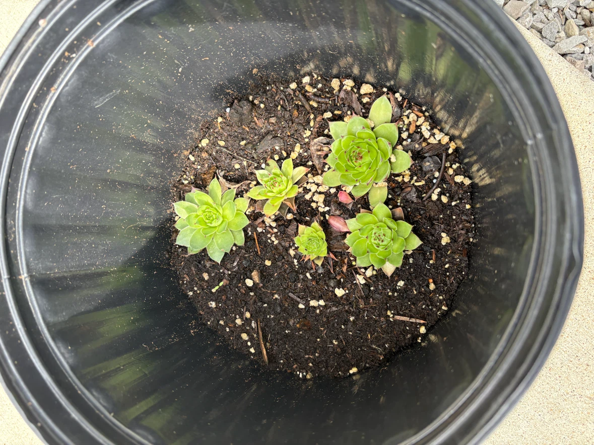 Hens and Chicks Succulents in Pot