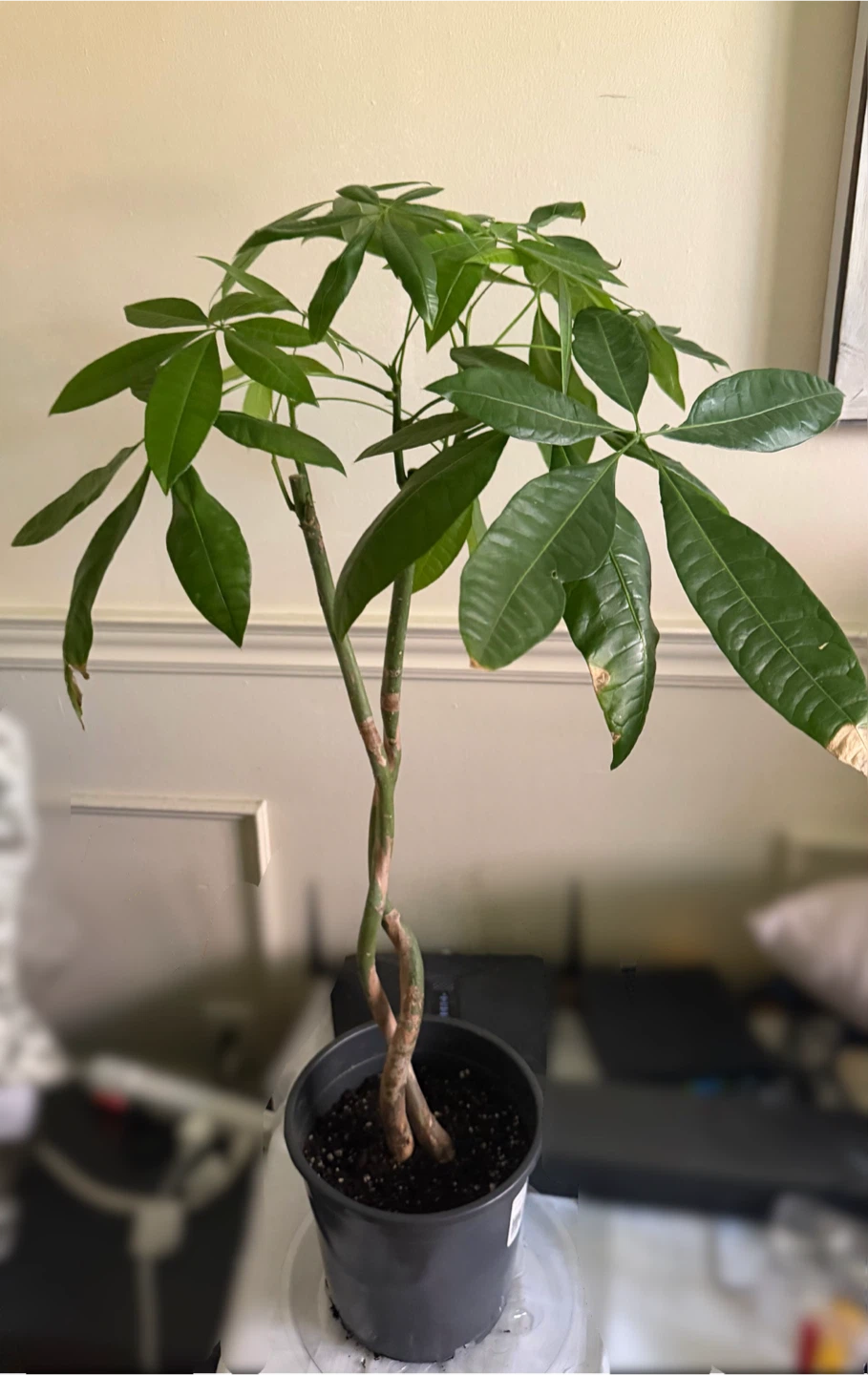 Money Tree Plant