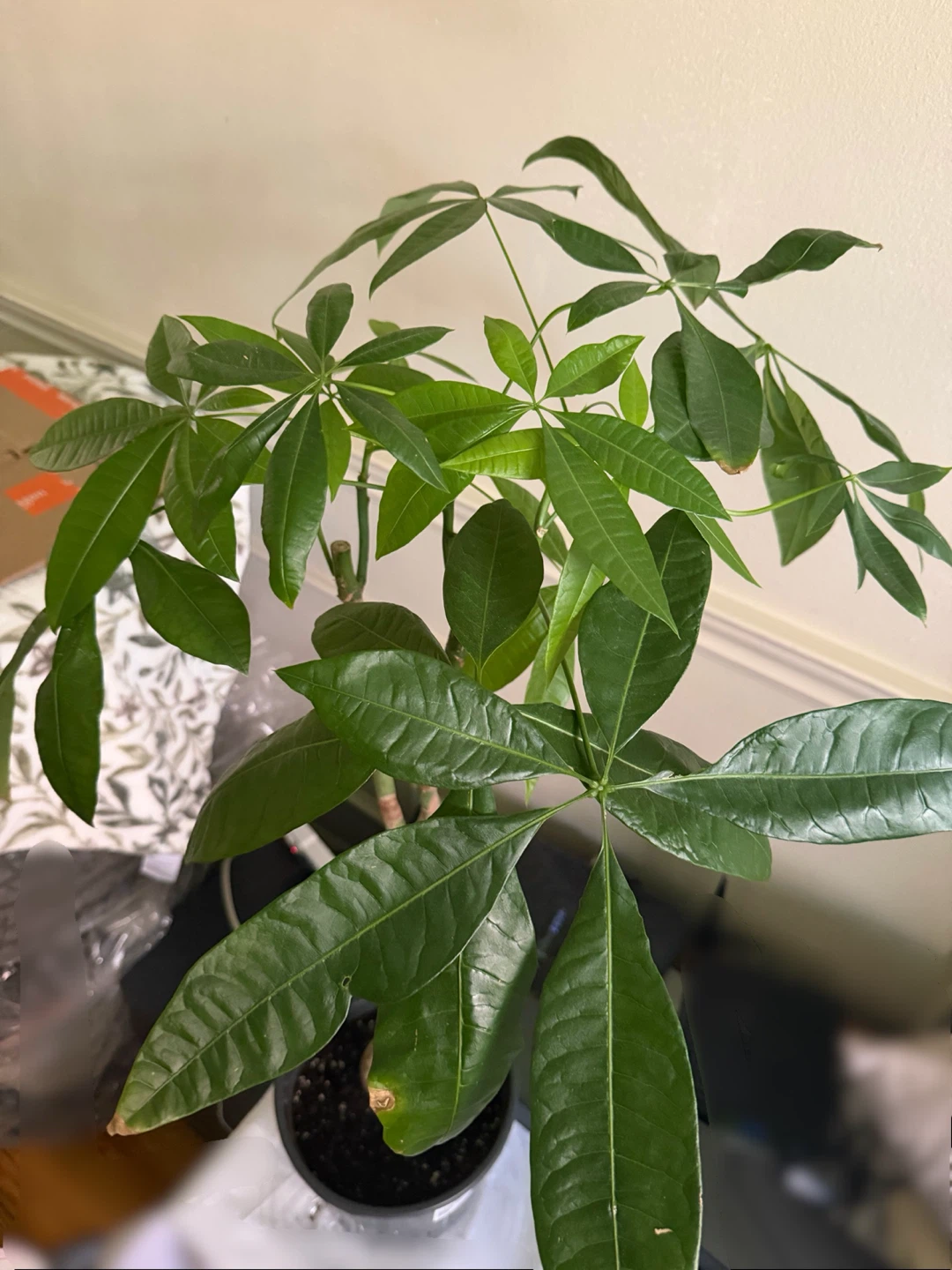 Money Tree Plant - photo 2
