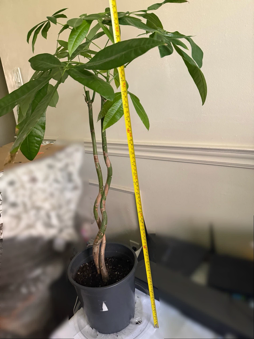 Money Tree Plant - photo 3