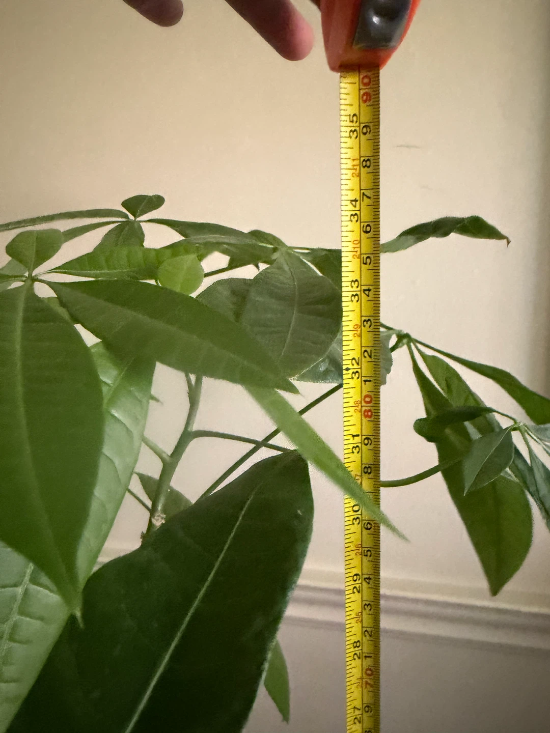 Money Tree Plant - photo 4