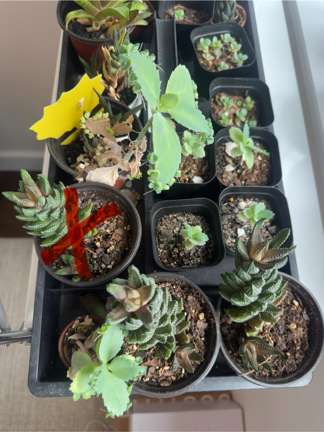 Tons of Plant Propagations! - photo 4