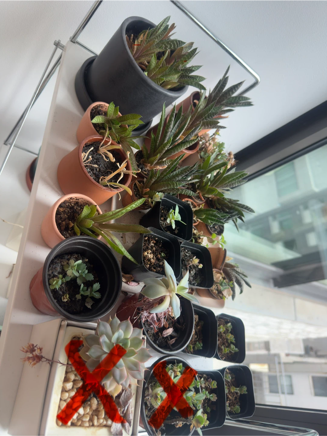 Tons of Plant Propagations! - photo 5