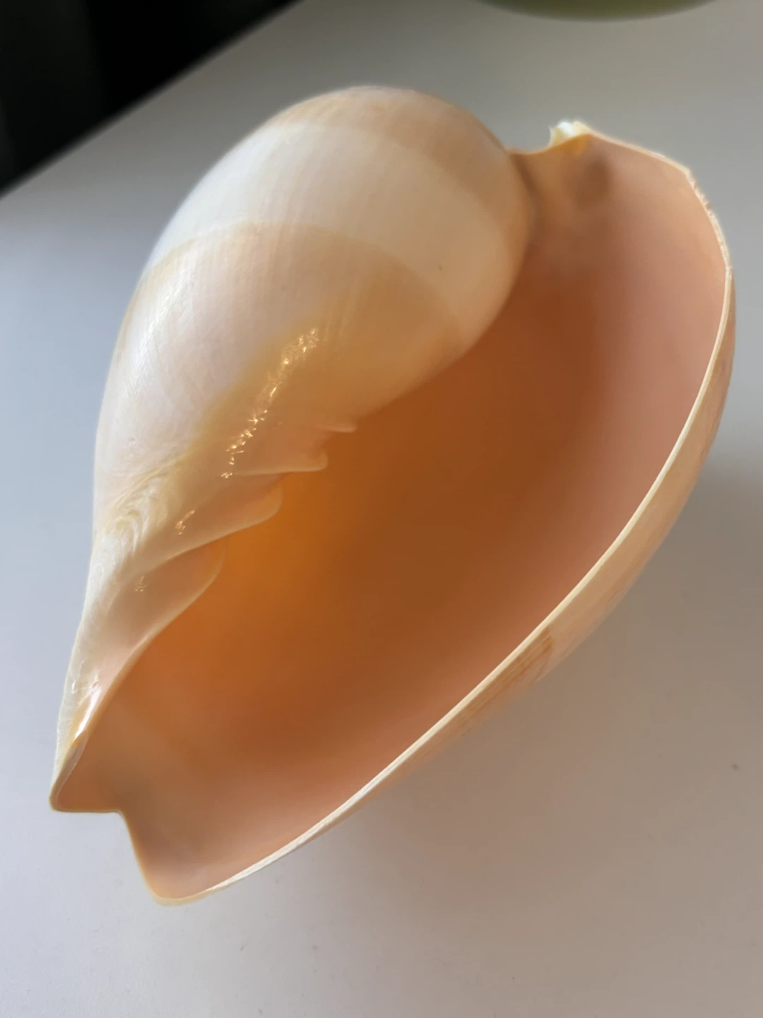 Large decorative sea shell - photo 2