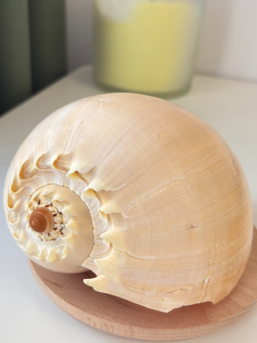 Large decorative sea shell