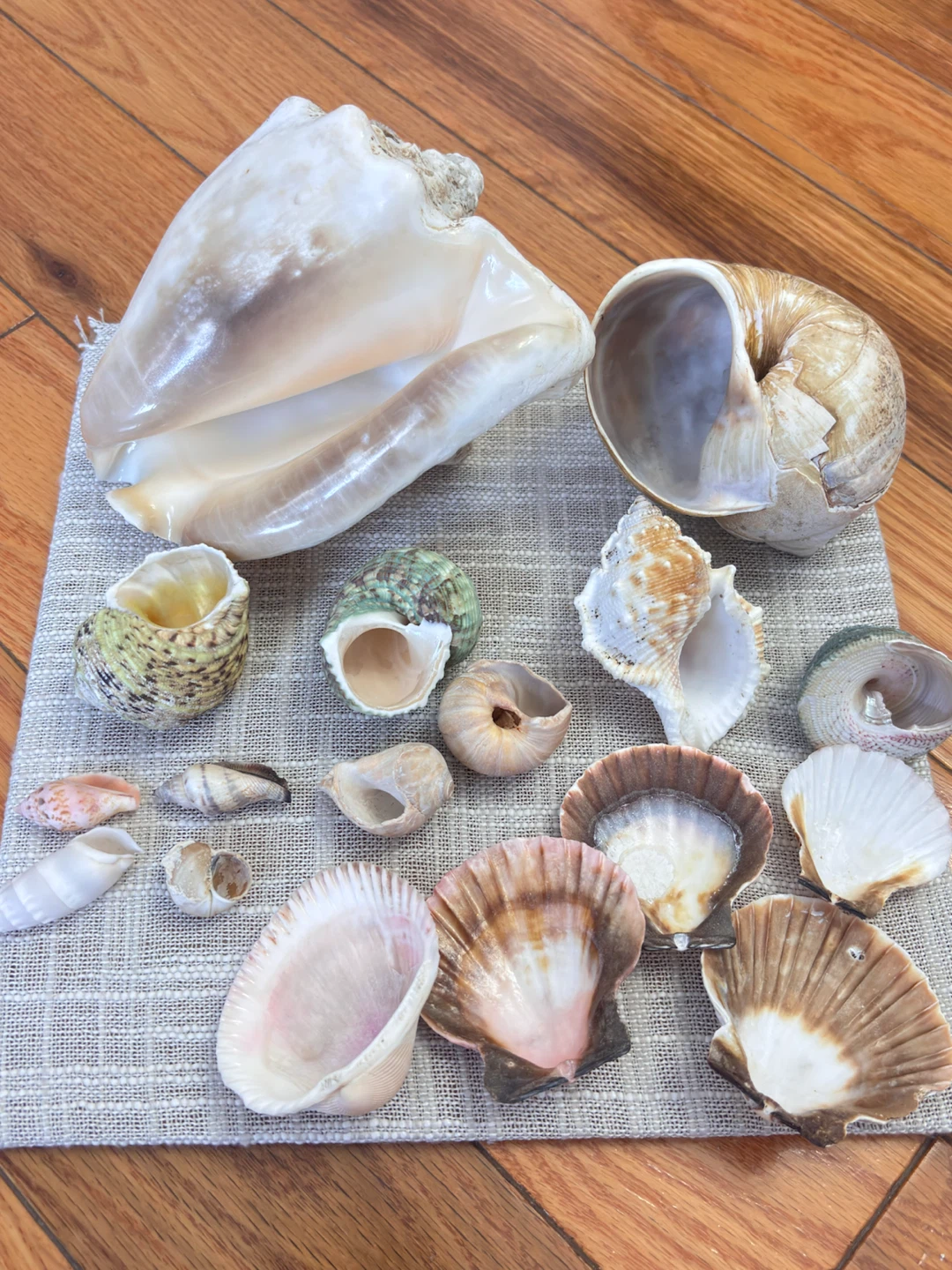 Assorted seashells