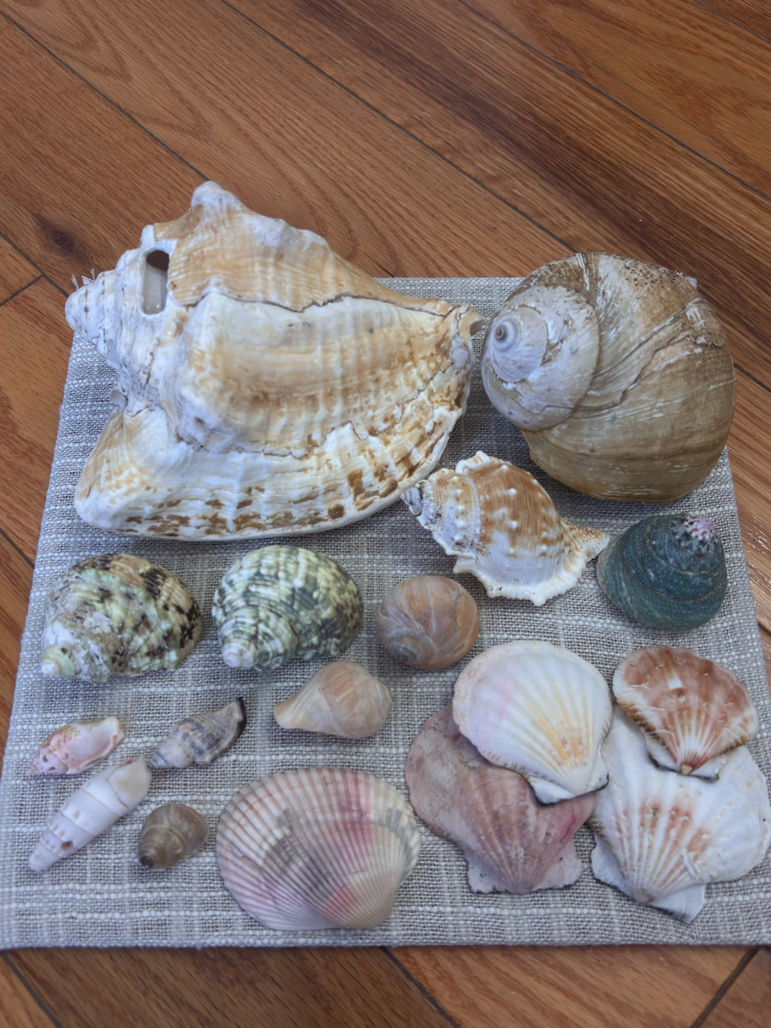 Assorted seashells - photo 2