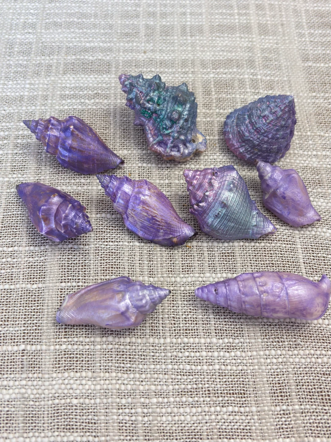 Assorted seashells - photo 3
