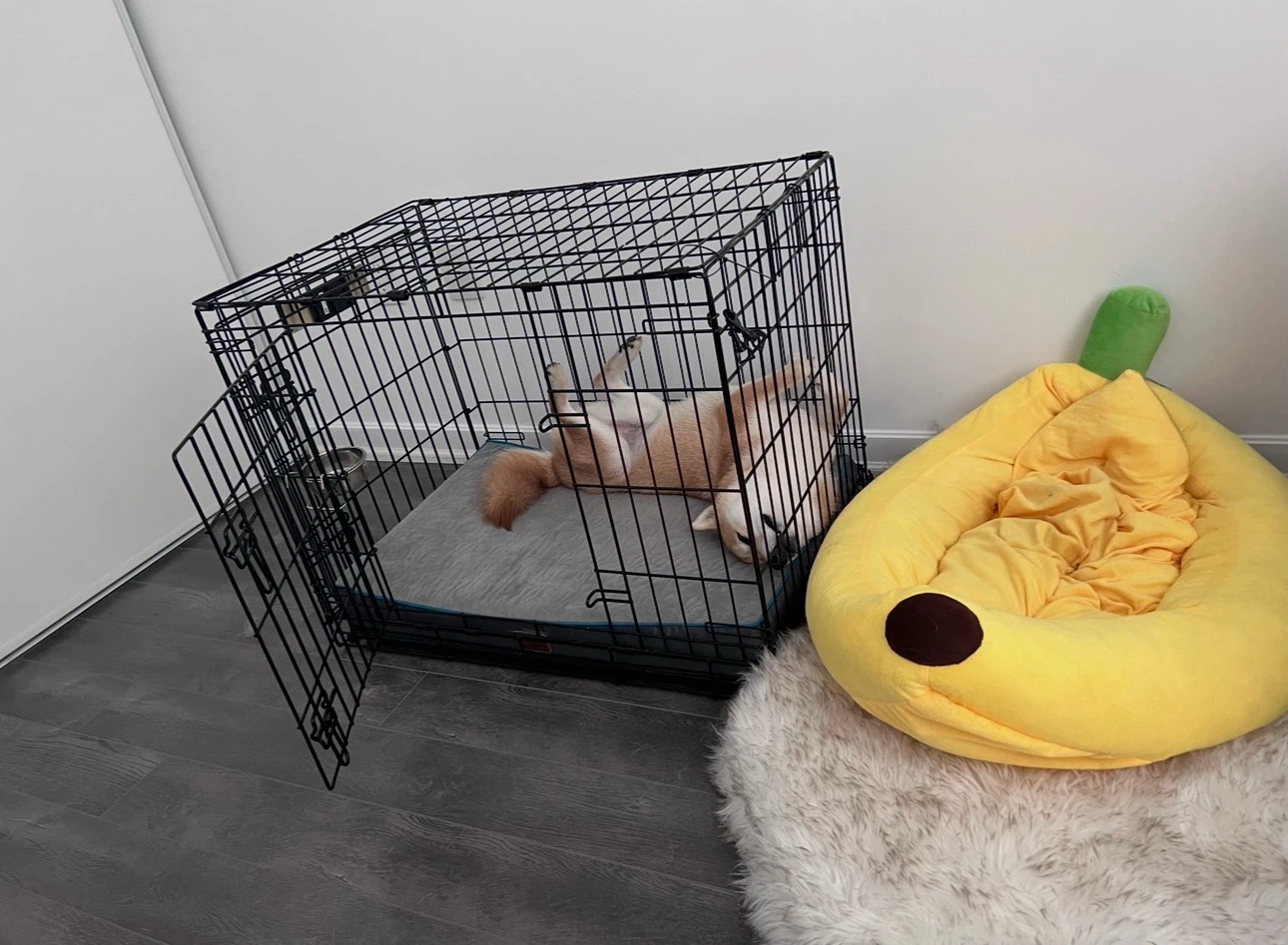 Midwest Life Medium Dog Crate