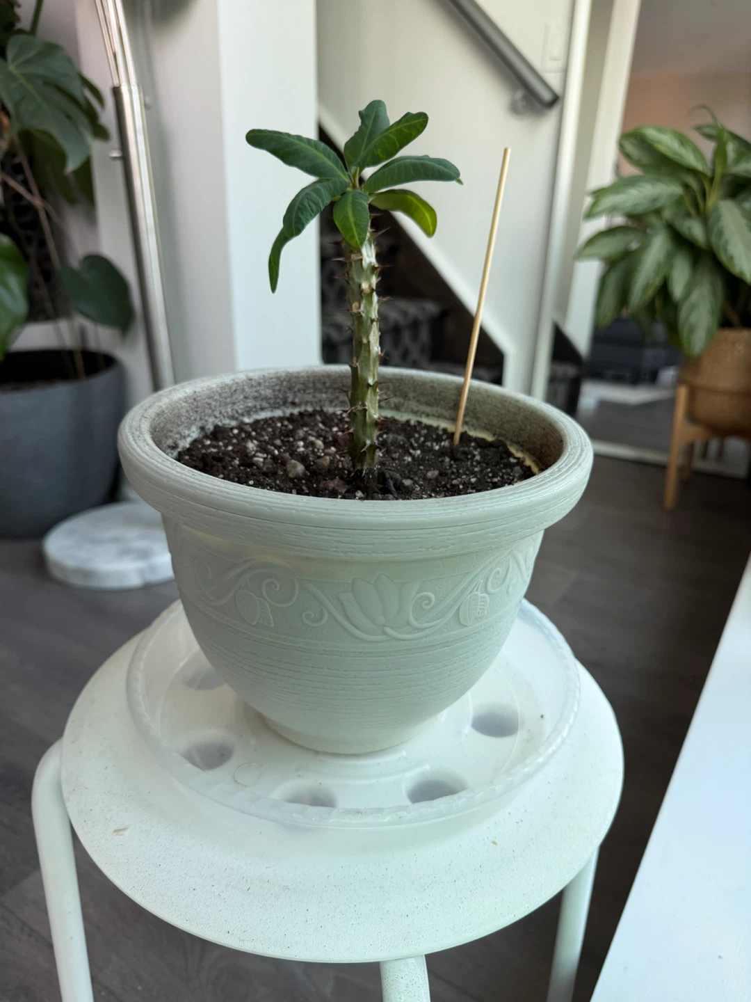 Potted Cactus Plant